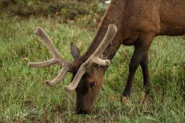 Elk