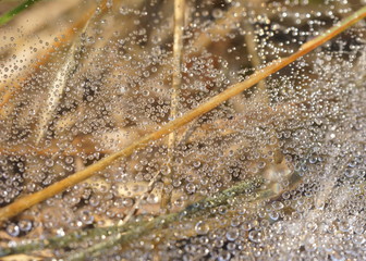 natural design of the morning dew
