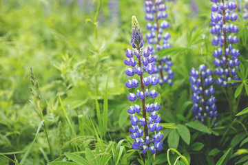 Fototapeta premium Violet Lupinus, commonly known as lupin or lupine is in the meadow. Floral background
