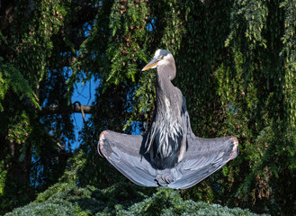 Great Blue Heron