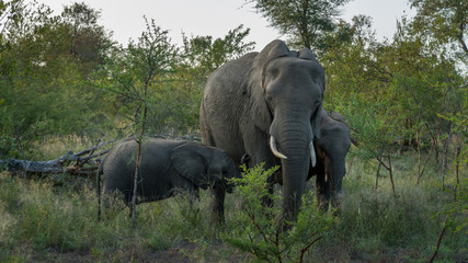 Elefantenfamielie in Afrika