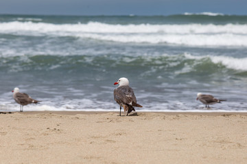 Gulls on the shoreline of Ocean Beach, San Francisco