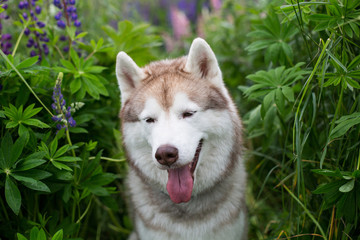 Portrait of cute beige dog breed siberian husky with tonque hanging out sitting in lupinus flowers