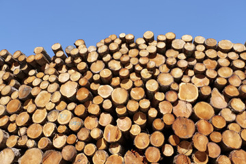 Chopped wood logs stacked in forest woodlands renewable green biomass energy summer sun Loch Lomond blue sky