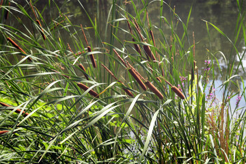 typha latifolia