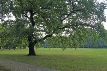 Fototapeta na wymiar alter Baum im Park