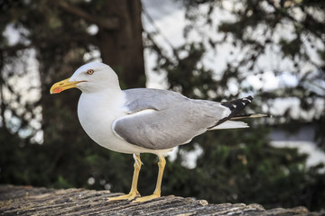 Close-up of a seagull