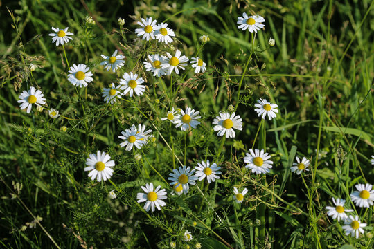 Tripleurospermum inodorum flower, common names scentless false mayweed, scentless mayweed, scentless chamomile and wild chamomile, blooming in the summer