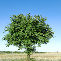 Tree, field and sky