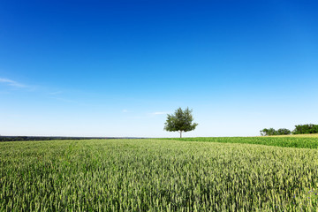 Obraz premium Field, tree, blue sky. A field on which grows one beautiful tall birch tree, a summer landscape in sunny warm weather.