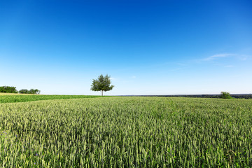 Field, tree, blue sky. A field on which grows one beautiful tall birch tree, a summer landscape in sunny warm weather.