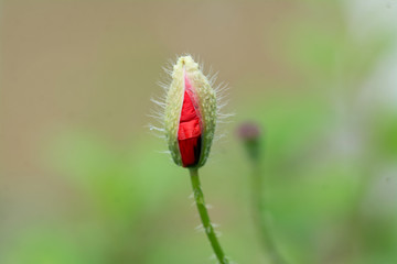 Red poppy getting ready to open