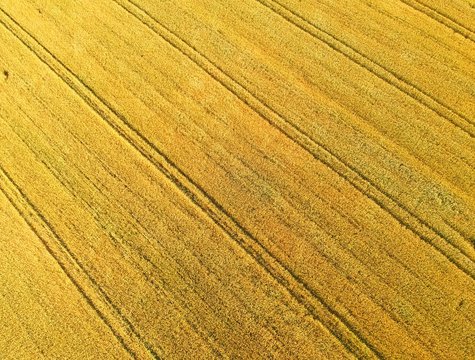 Gold Grain Fields With Truck Tracks, Aerial View From Top