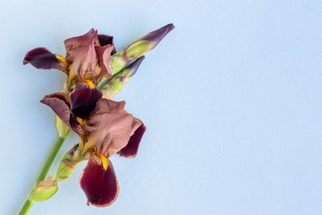 Iris flower on a blue background