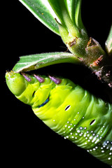 Green worm, Caterpillar is eating leaf tree isolated on black background