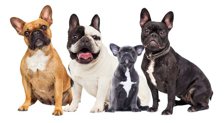 group of bulldog dogs on white background