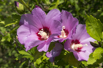 Syrian ketmia pink rose of Sharon flowers on a sunny day