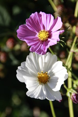 zwei sommerblüher