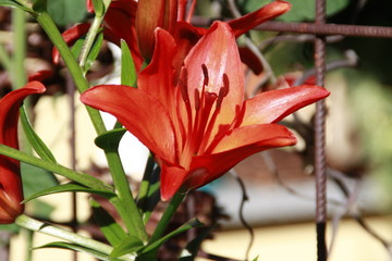 rote lilie aufblüht in der sonne © Simone