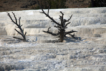 Upper Terraces, Mammoth Hot Springs, Yelowstone NP 