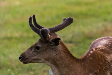 Young brown deer portrait head with antlers on grass background