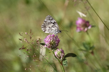 Schachbrettfalter