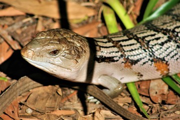Macro image of blue tongue lizard in Australia