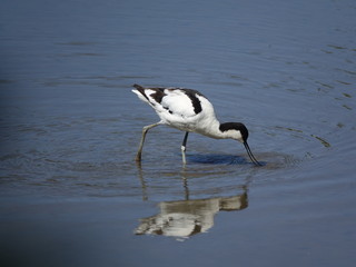 Avocet (Recurvirostra avosetta) feeding in shallow water