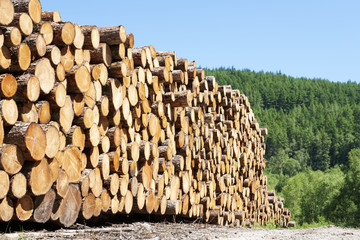 Chopped wood logs stacked in forest woodlands renewable green biomass energy summer sun Loch Lomond blue sky