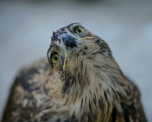Falcon