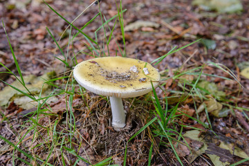 yellow russula in the grass close-up
