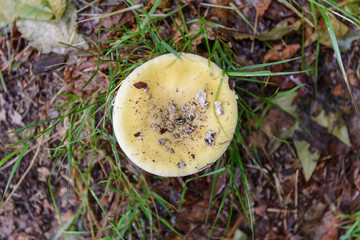 yellow russula in the grass close-up