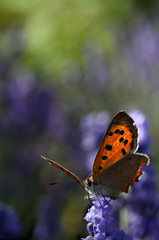 butterfly on lavender flowers