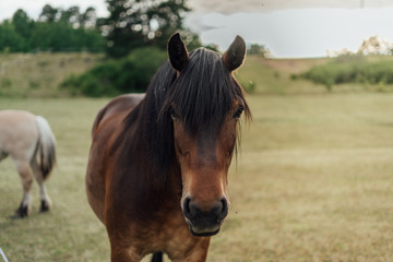 Brown Horse during summer in Sweden