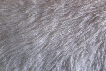 fur white background