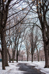 A winter landscape with snow, nice background at a park