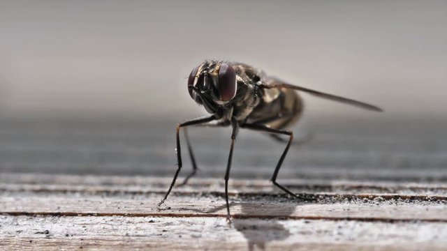 Macro Video in Zeitlupe: Die Fliege Wadenstecher putzt sich selbst die Fl&uuml;gel und den K&ouml;rper, stomoxys calcitrans