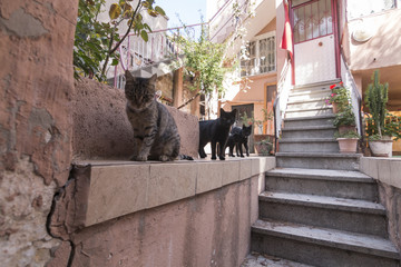 A cat gang in one of Ayvalik streets