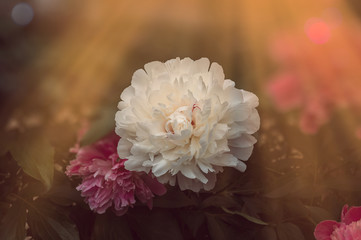 The blossoming white peony in a garden in beams of the sun against the background of pink peonies.