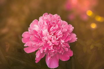 Large flower of a garden peony of pink color in a garden against the background of other plants in...