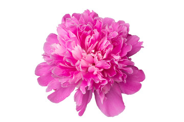 The flower of a pink peony with a set of petals of a different form isolated on a white background.