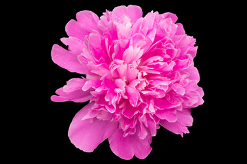 The blossoming peony with petals of pink color and drops of dew isolated on a black background.