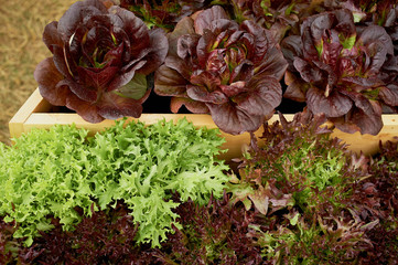 Fresh salad in wooden beds. Competent gardening.