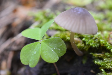 funghetto e acetosella