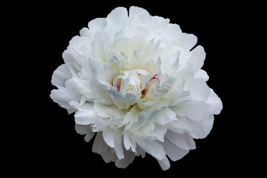 The peony flower during active blossoming with white petals isolated on a black background.