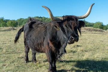 Black Highland Cattle Bull calmly contemplating the heard running back and fourth du to the photographer in the paddock. In Sweden Barkarby.