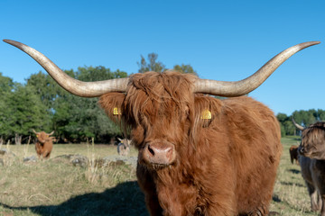 Brown Highland Cattle Bull in Sweden protecting his heard