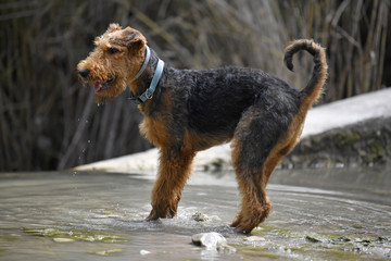 Airedale Terrier dog - puppy 6 month old.