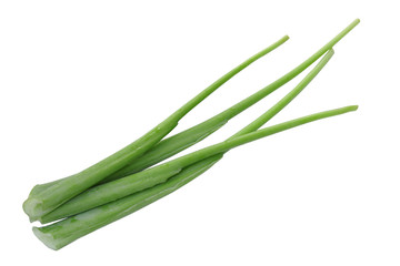 Elephant Ear Stems