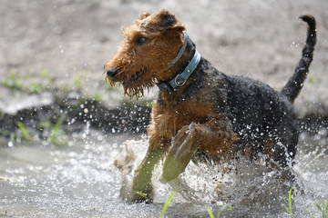 Airedale Terrier dog - puppy 6 month old.